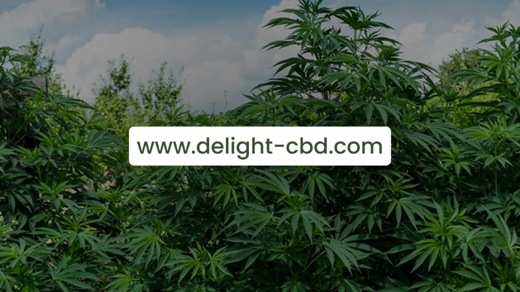 Delight CBD nos produits meilleur CBD en tabac